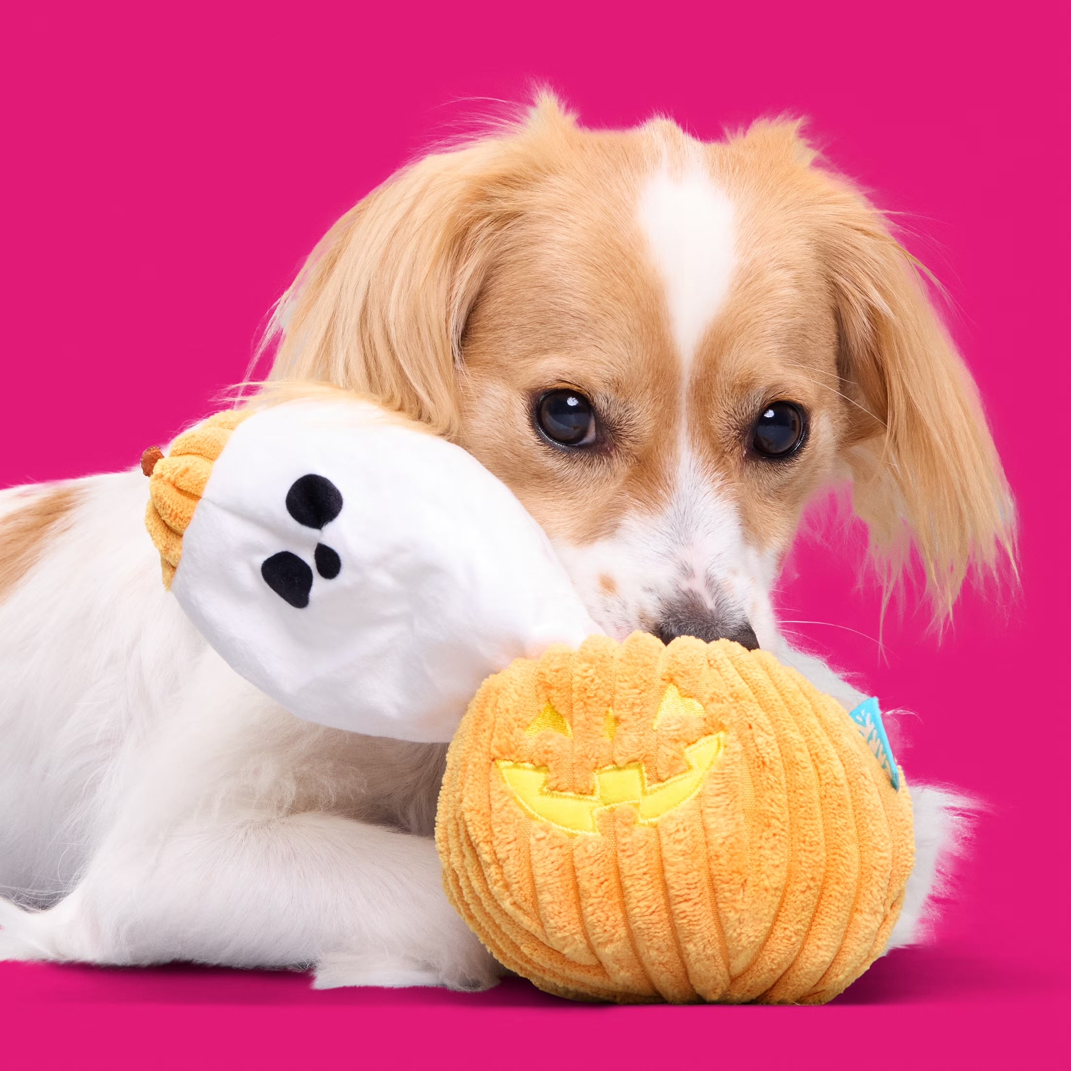 Eek-A-Boo Pumpkin Plush Dog Toy, Multicolor, for Dogs of All Sizes